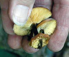 Flammulina velutipes.